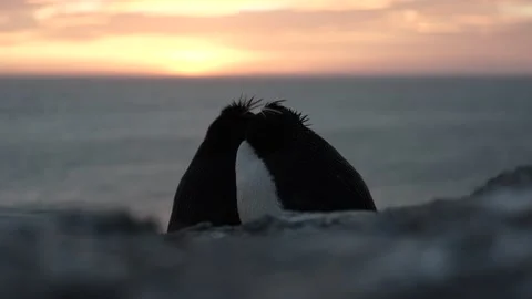 C0027 Vidéo 331658256