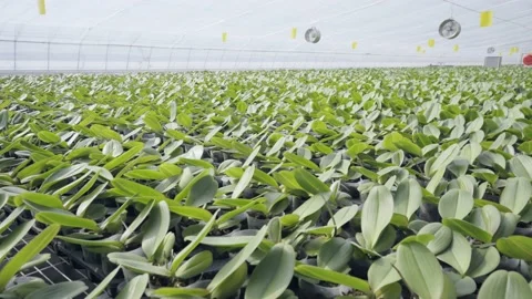 C0028 Video stock 168022990