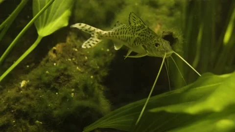 C0030 Stock Footage 211156750