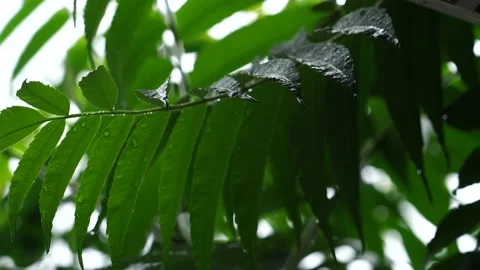 C0043 Stock-Footage 132106957