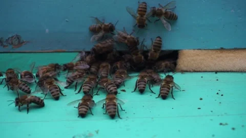 C0045z Stock Footage 257504223