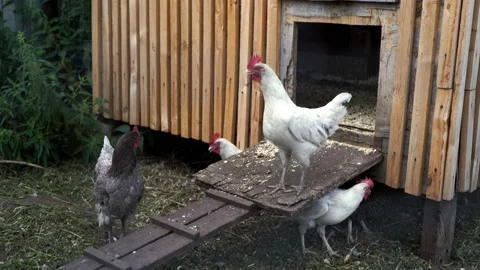 +C0053 Stock Footage 161261607