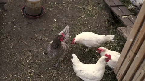 +C0054 Stock Footage 161261616