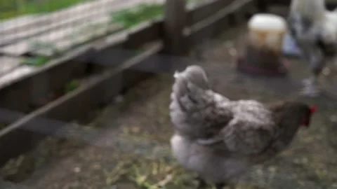 +C0058 스톡 동영상 161261614