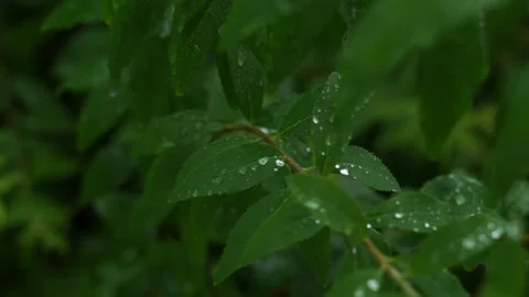 C0059 Stock-Footage 131403379