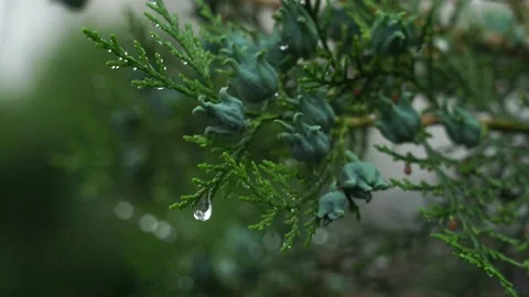 C0062 動画素材 131403344