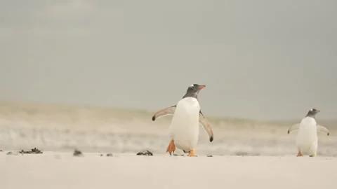 C0064 Vídeo Stock 331717685