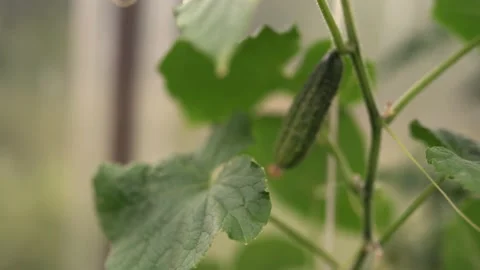 +C0070 스톡 동영상 160986393