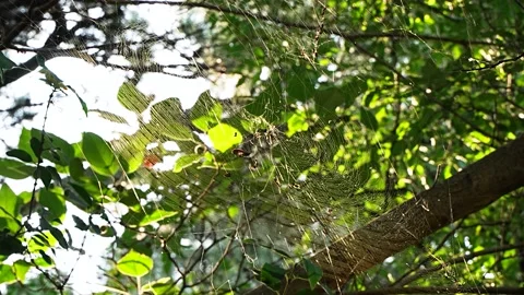 C0077 1 Video stock 210858916