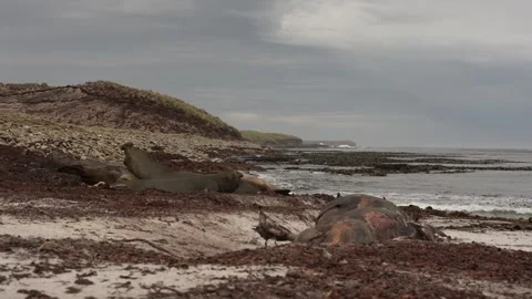 C0077 Vídeo Stock 331865897