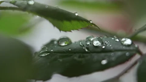 C0084 Stock Footage 131403019