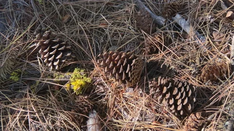 C00982 170738 Stock Footage 214413857