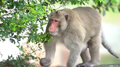 C0113 monkeys on a tree, Long-tailed Macaque, The crab-eating macaque Vídeos de archivo 289271750