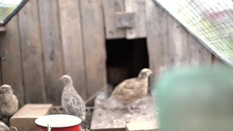 C0116 Stock Footage 160986969