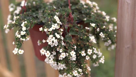 C0118 Stock Footage 160987031