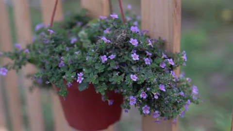 C0121 스톡 동영상 160987099