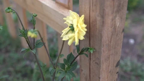 C0122 Stock Footage 160987059