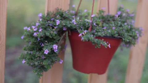 C0123 Stock Footage 160987160