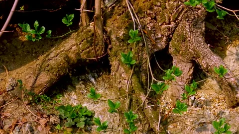 C0126 1+ ++ Stock Footage 140436541