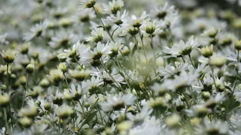 C0141 Stock Footage 83739491