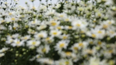 C0150 Stock Footage 83739577