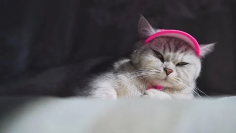 C0188 Stock Footage 172534913