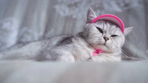 C0189 Stock Footage 172534897