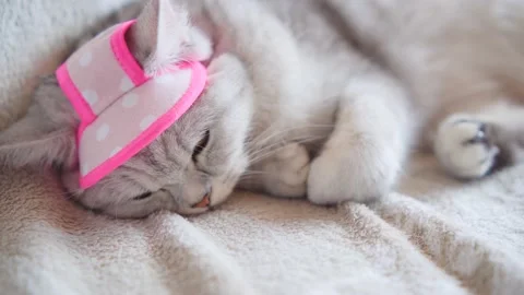 C0231 1 Stock Footage 172535431