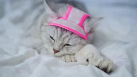 C0246 Stock Footage 172535407