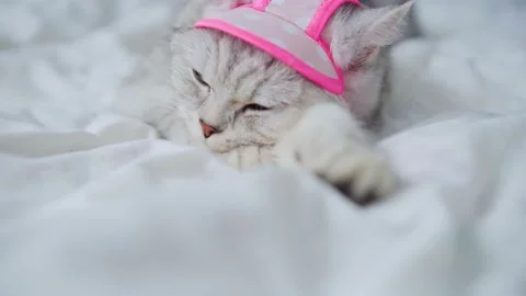 C0247 Stock Footage 172535387