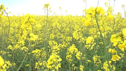 C0256 Stock Footage 116370876