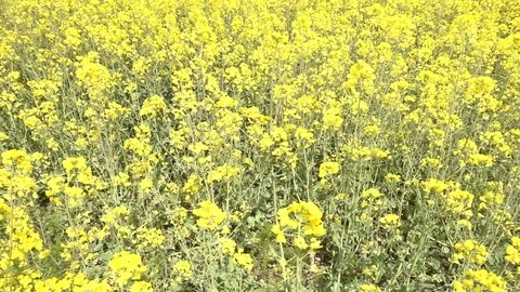 C0258 Stock Footage 116371400