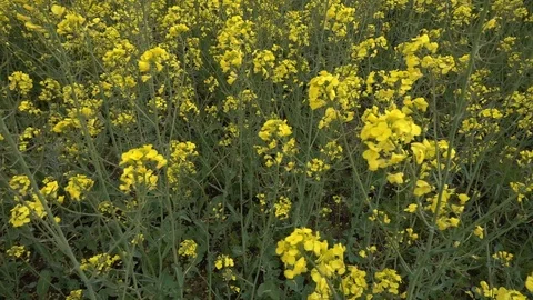 C0260 Stock Footage 116371612