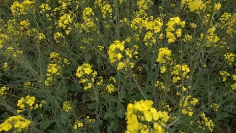 C0261 Stock Footage 116371973