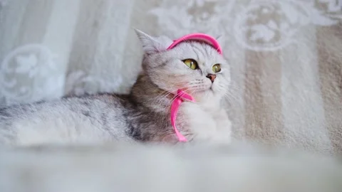 C0262 Stock Footage 172535441