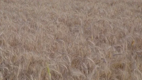 C0264 tilt down and change focus Video stock 165032154