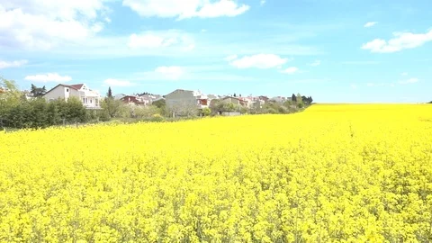 C0266a Stock Footage 116372223