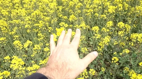 C0267 Stock Footage 116372599