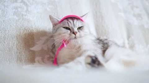 C0267 Vídeos de archivo 172535443