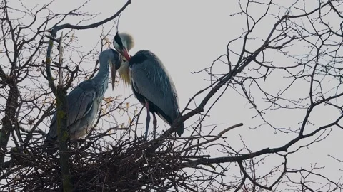 C0477 Copy 01 Stock Footage 269704256