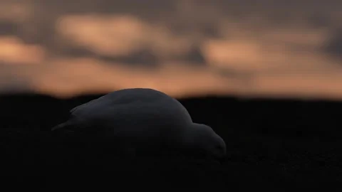 C0679 Stock-Footage 332545596