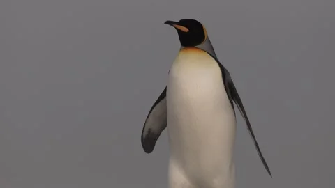 C0682 動画素材 332546008
