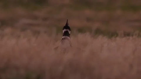 C0735 Video stock 331877591