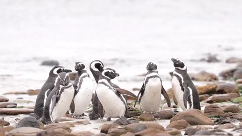 C0746 Video stock 331878611