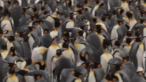 C0800 Stock Footage 332554795