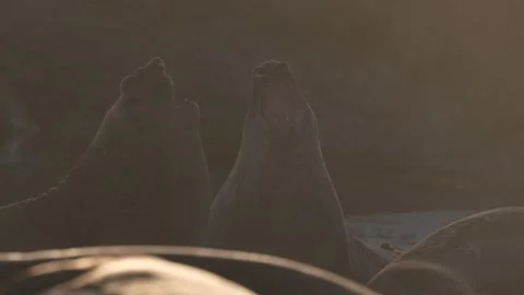 C0832 스톡 동영상 332565422