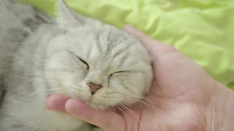 C0996 18 Stock Footage 172548759