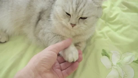 C0996 19 Stock Footage 172548809