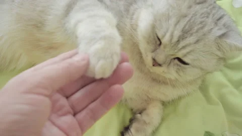 C0996 20 Stock Footage 172548858