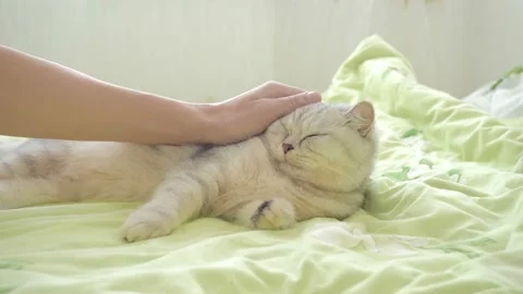 C0996 21 Stock Footage 172548805